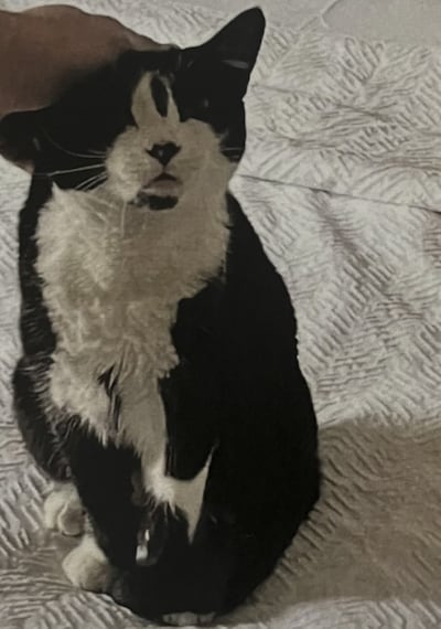 Heb jij Teddy, Muis of Clammy gezien? Deze vier huisdieren worden in Bronckhorst vermist
