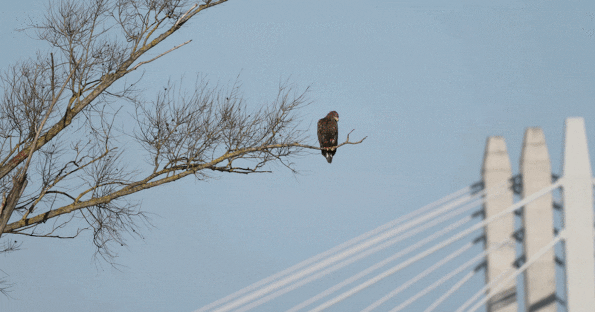 Grote roofvogel duikt op langs de Waal: ‘Fantastisch om te zien’