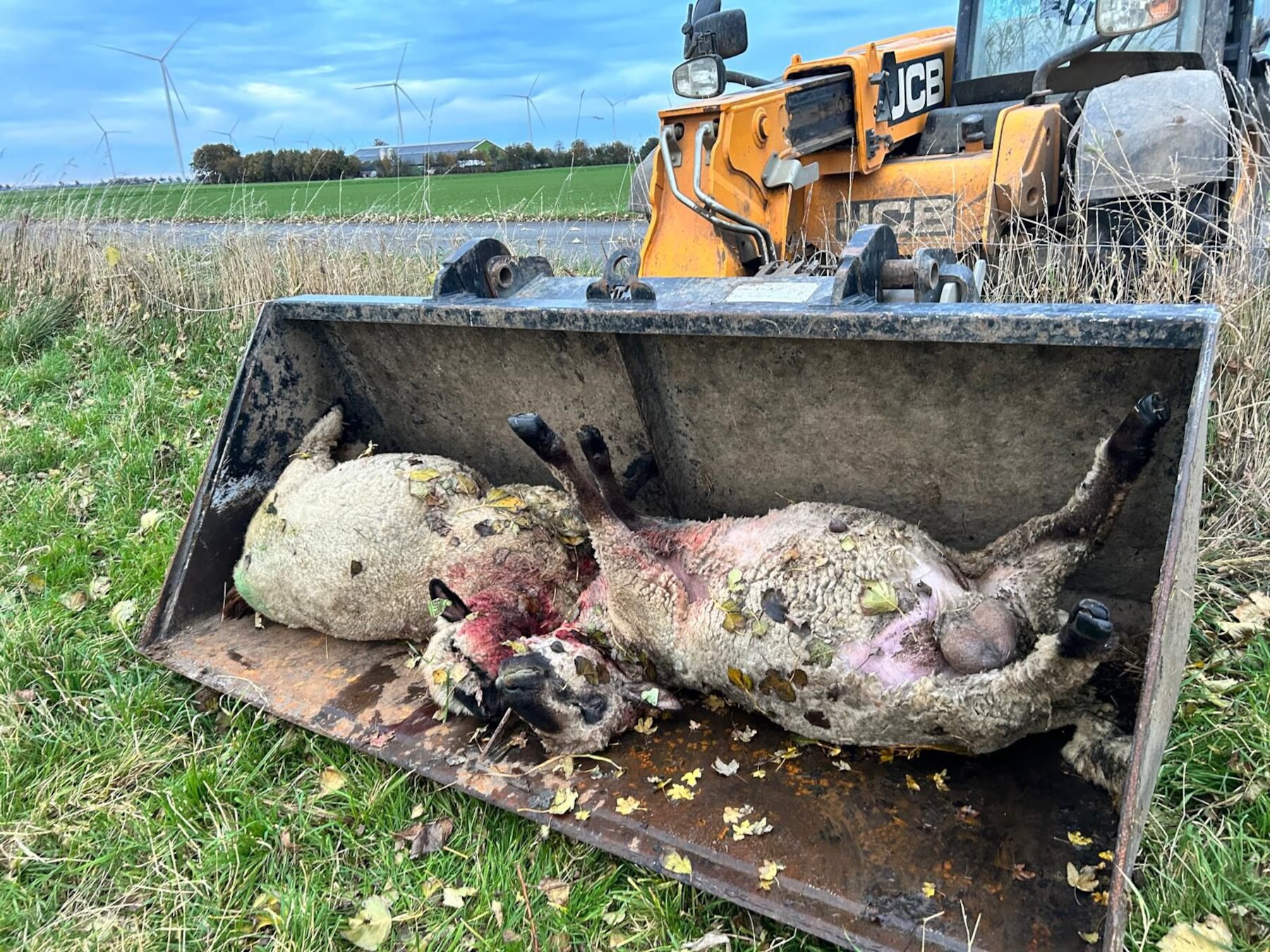 Dode schapen en nacht vol stress na wolvenaanval Biddinghuizen: ‘Dit roofdier heeft geen vijanden’