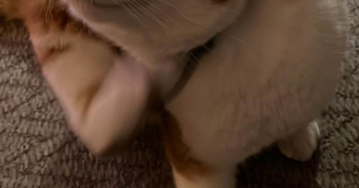 Heb jij Griou, Lune of Zoi gezien? Deze drie huisdieren worden in Lochem vermist