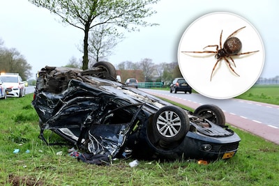 Automobilist (36) ziet spin voor zijn neus en raakt in paniek, seconden later volgt een klap