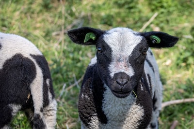 Schaapskooi Twilhaar verwelkomt de eerste lammetjes