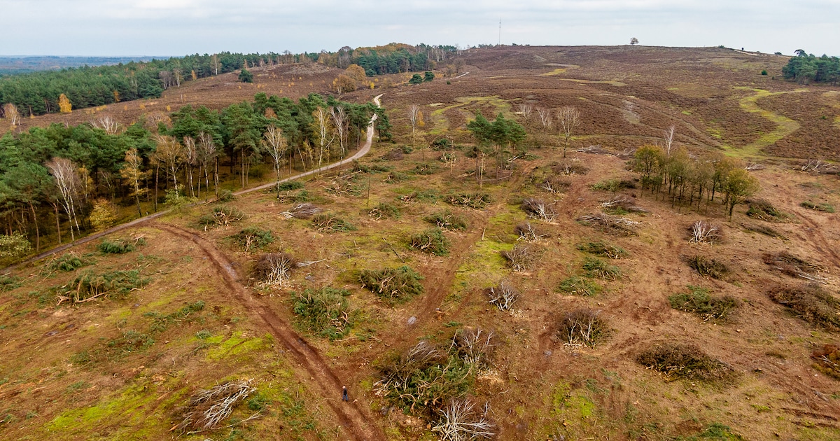 Onbegrip over kap duizenden bomen bij Lemelerberg: ‘Dit moet nu stoppen’