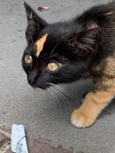 Heb jij Charlie of Frau Schmidt gezien? Deze twee huisdieren worden in Nijkerk vermist