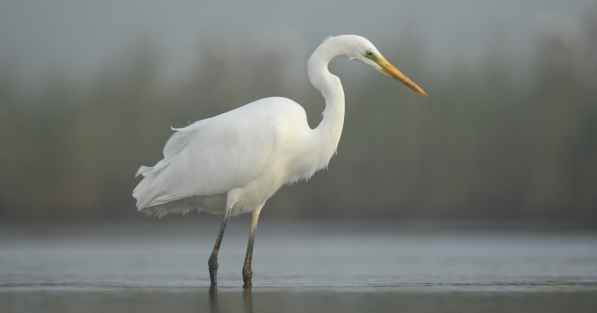 Boswachter Jos helpt kinderen vogels spotten in Hardenberg