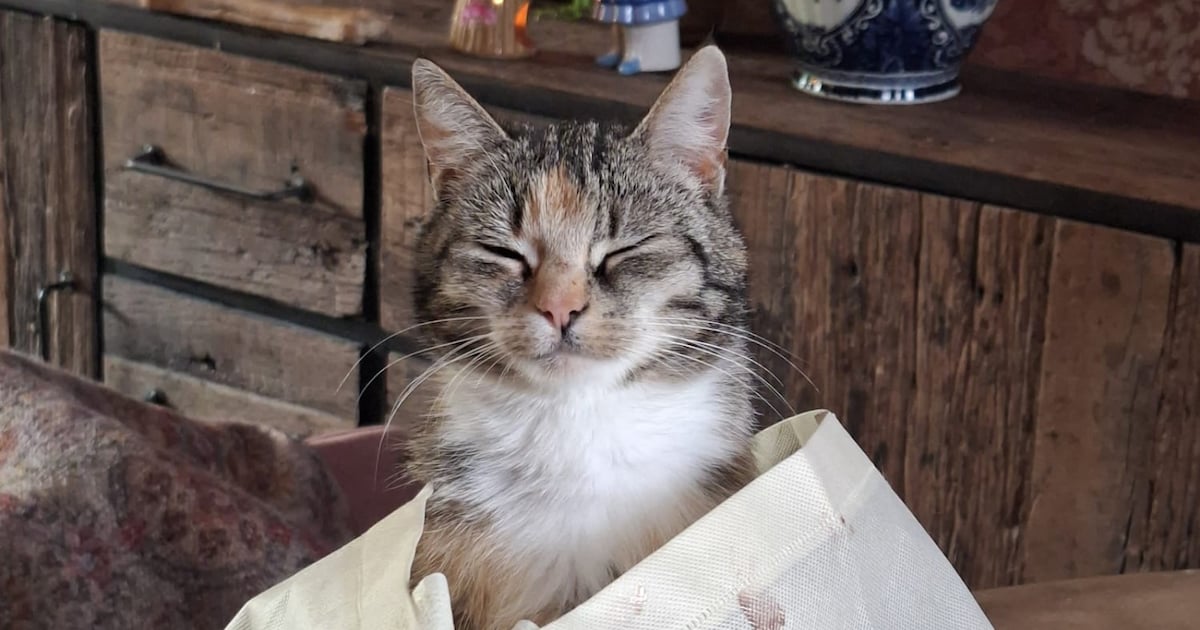 Heb jij Luna of Kees gezien? Deze twee huisdieren worden in Elburg vermist