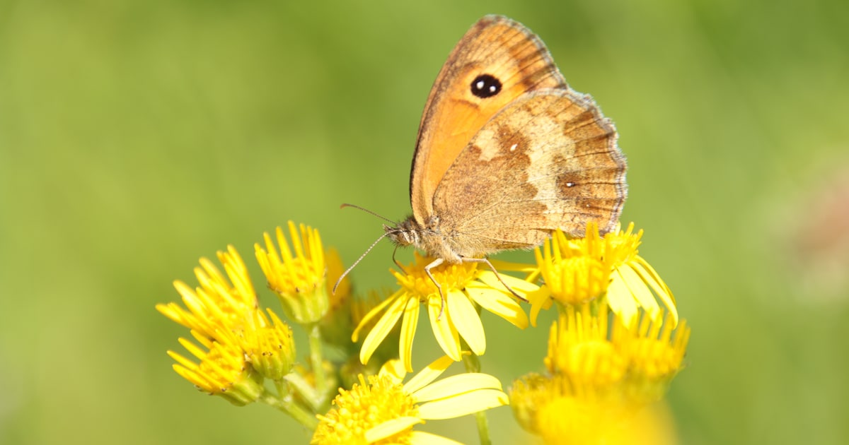 Vrijwilligers tellen 2357 vlinders in Kuinderbos bij Bant