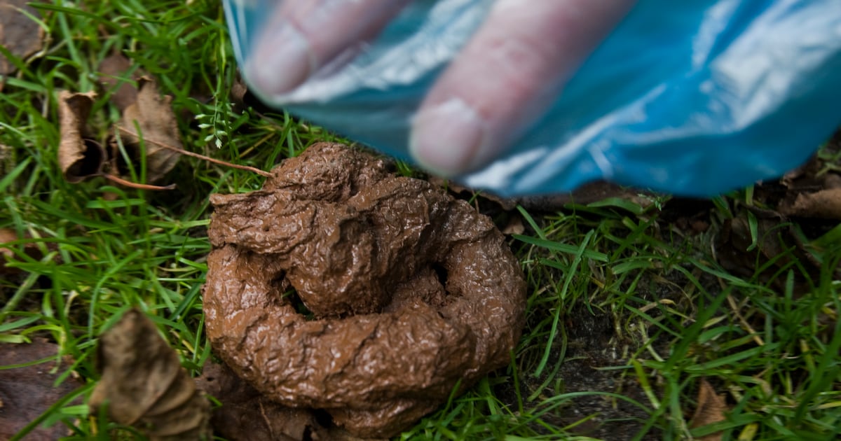 Nunspeet deelt gratis poepzakjes uit in strijd tegen hondenuitwerpselen
