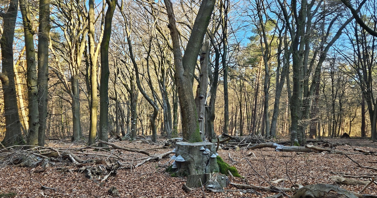 Verbindingswandeling bij Elspeet laat deelnemers de natuur bewuster beleven