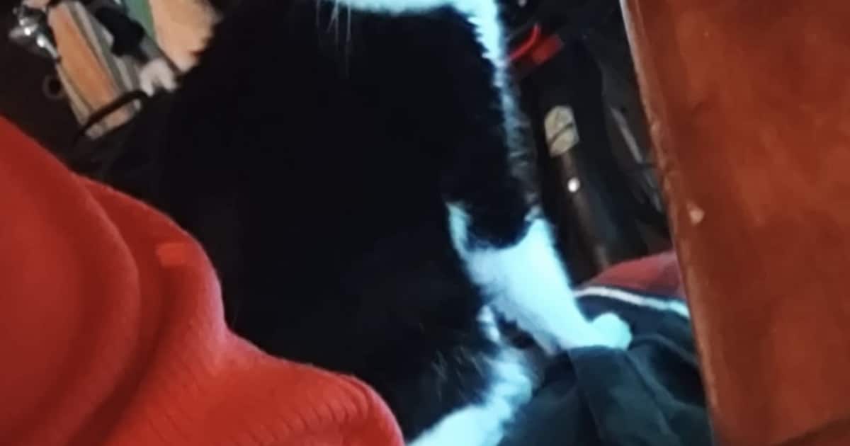 Heb jij Gato, Yuki of Spike gezien? Deze vier huisdieren worden in Kampen vermist