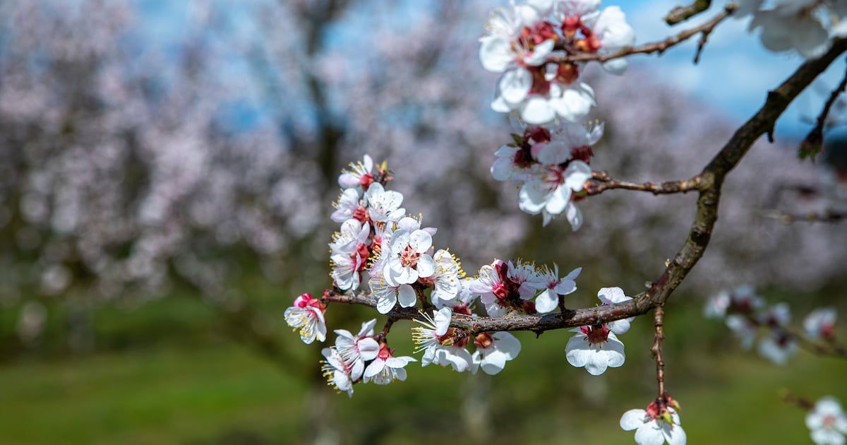 Of ik de plant even kan zien? Nee, dat lukt niet. Hij zit nog in de doos