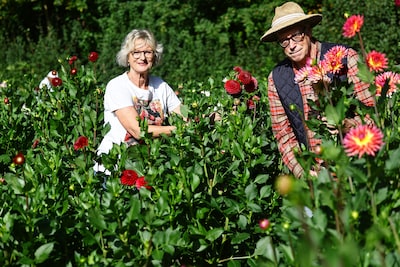 Hippe dahlia al lang niet meer de truttige boerenbloem van weleer: ‘Alsof ze roepen: kijk hoe mooi w