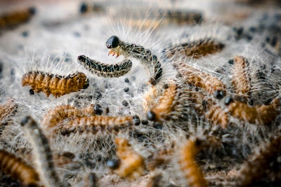 Overijssel kan zich voorbereiden op overlast van deze beestjes: ‘We moeten er mee leren leven’