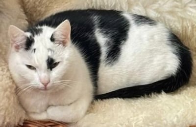 Heb jij Mick, Elsa of Balou gezien? Deze zes huisdieren worden in Lochem vermist