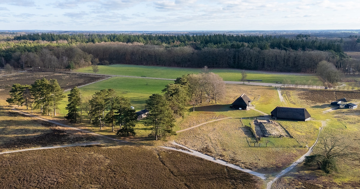 Schaapskudde Epe-Heerde terug op hei na hectische maanden: dit ging eraan vooraf