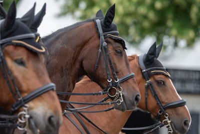 Ruzie over dure paarden gaat door in de rechtbank: ‘Wil geen zaken meer met deze mensen doen’