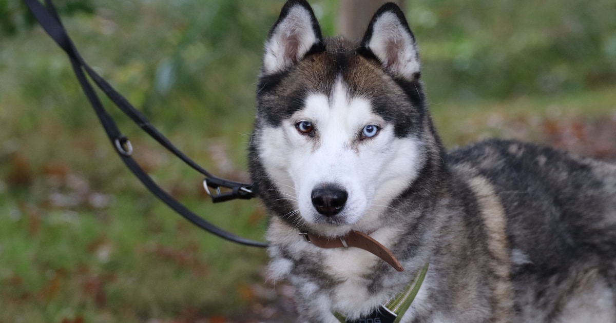 Val jij voor deze bijzondere husky? Equal zoekt een thuis om sterker te ...