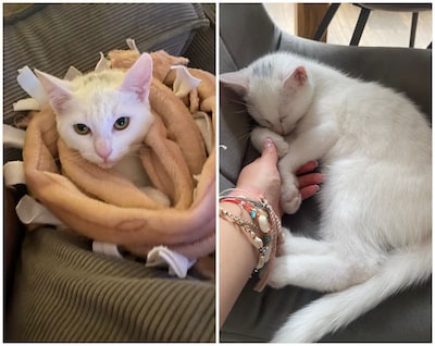 Kat Coco in Almelo doodgeschoten en gedumpt in prullenbak: ‘Dit is zo bizar’