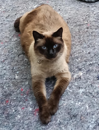 Heb jij Mikki of Xavi gezien? Deze twee huisdieren worden in Heerde vermist