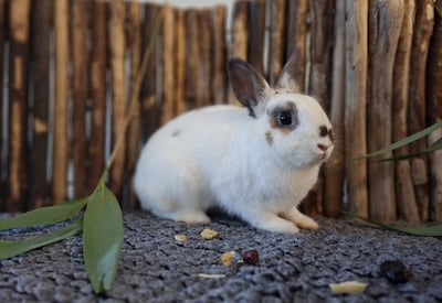 Baasje gezocht: verlegen konijn Flora zoekt een lieve ram