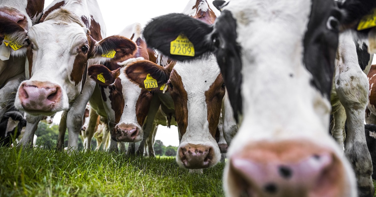 Overijssel kan pas op de plaats maken met vergunningen voor PAS-melders