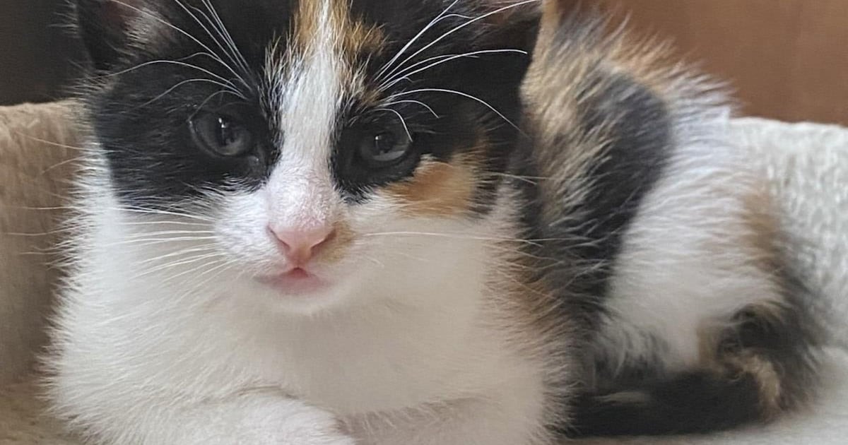 Heb jij Dexter of Garry gezien? Deze twee huisdieren worden in Raalte vermist