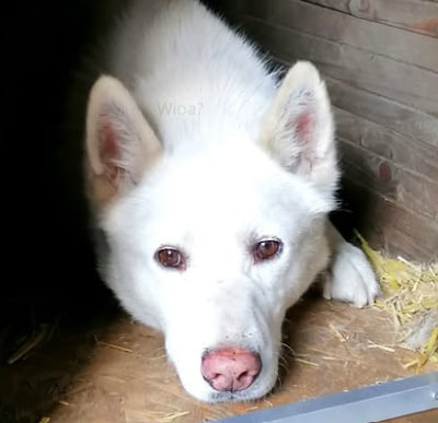 Husky Fozzie مفقود لمدة أربعة أسابيع تقريبًا على Veluwe: "نحن نعمل على ذلك ليلًا ونهارًا"