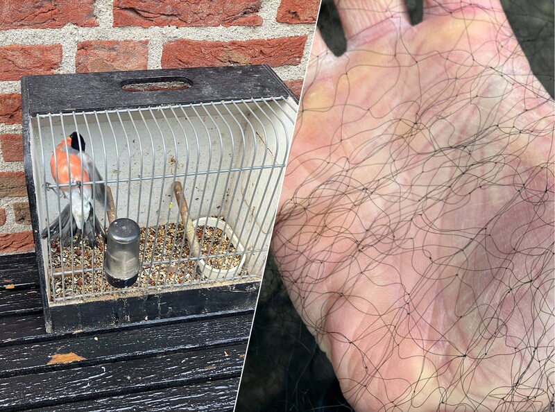 Stroper hangt netten in het bos om vogels te vangen, maar wordt zelf ...