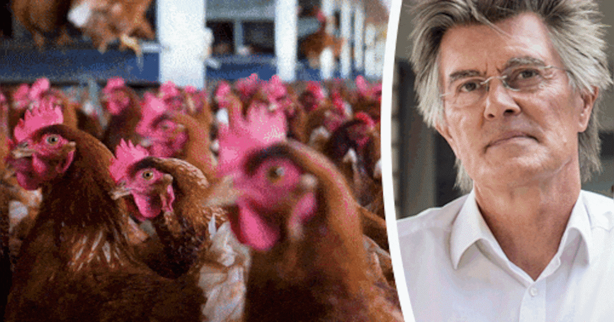 ‘De grootschalige kippenhouderij is op de huidige wijze niet houdbaar’