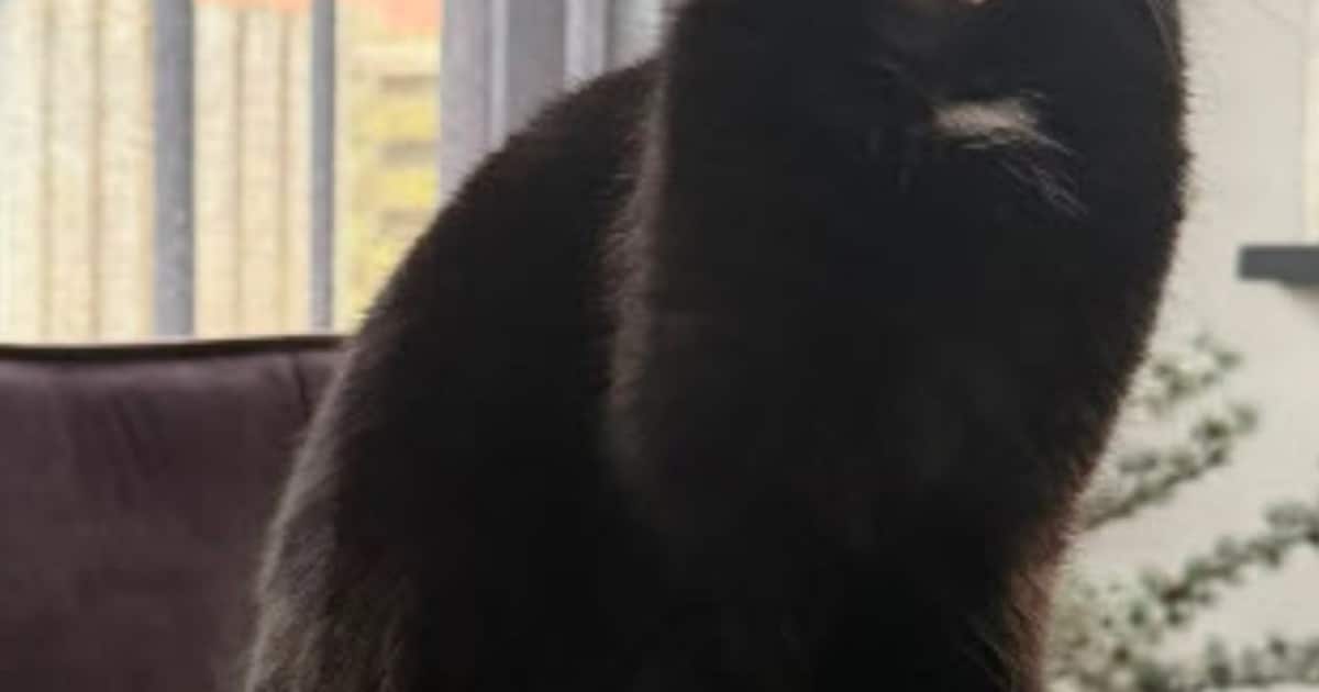 Heb jij Tony, Loe of Billy gezien? Deze vijf huisdieren worden in Lochem vermist