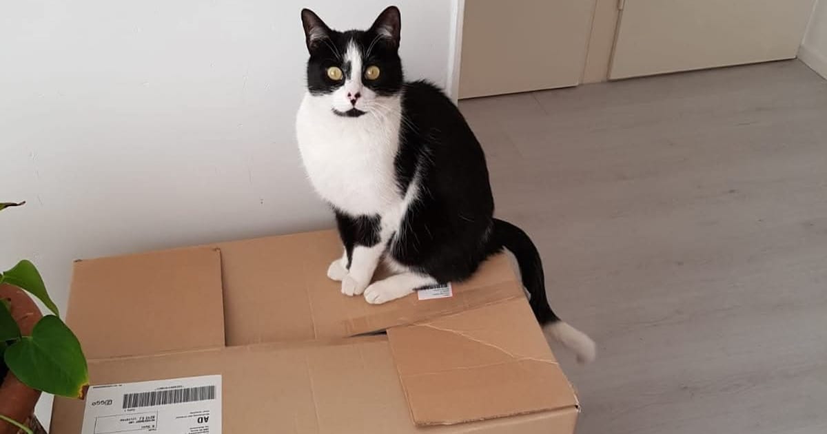 Heb jij Bob of Rosso gezien? Deze twee huisdieren worden in Lelystad vermist