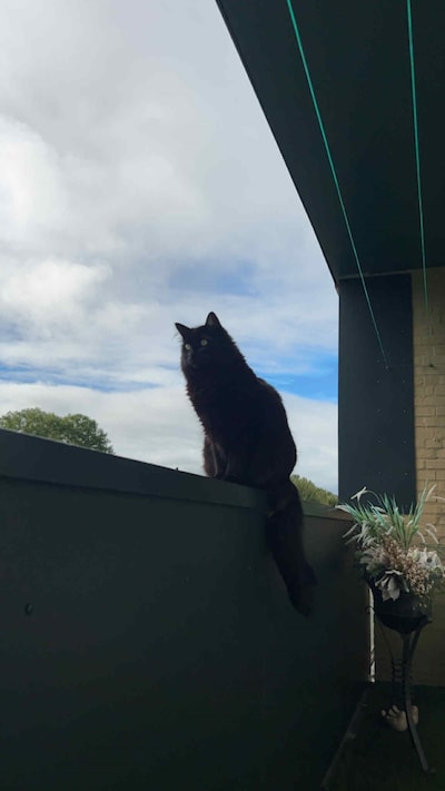 Heb jij Sjimmie, Dallara of Pablo gezien? Deze acht huisdieren worden in Lelystad vermist