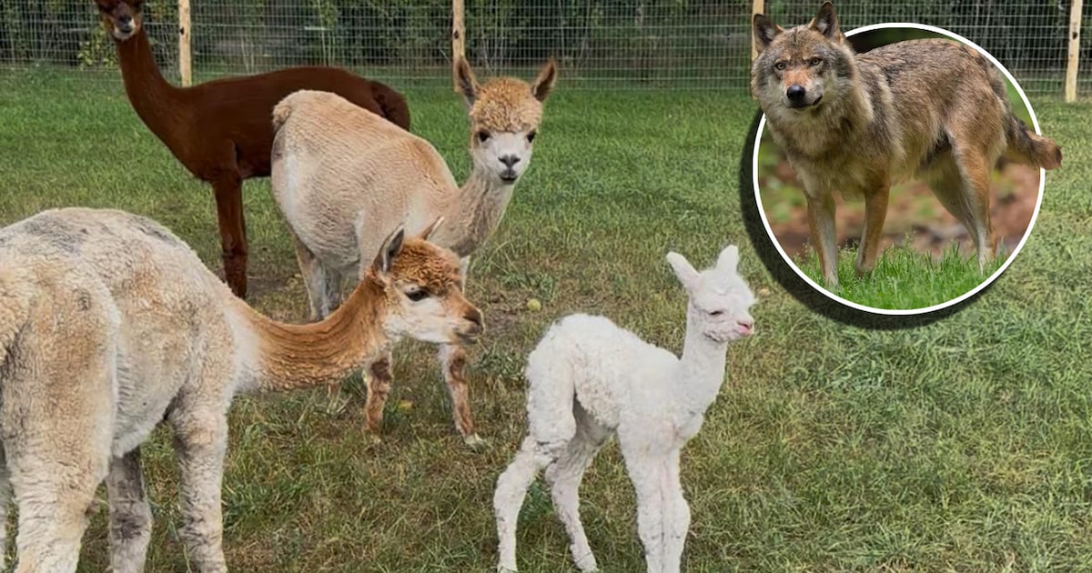 Bas heeft een week een wolfwerend raster voor zijn alpaca's: 'Nu zijn ...