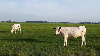 Boerenbedrijvendag in Staphorst langs acht bedrijven