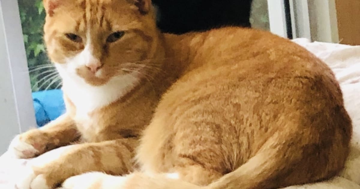 Heb jij Otis gezien? Dit huisdier wordt in Hardenberg vermist