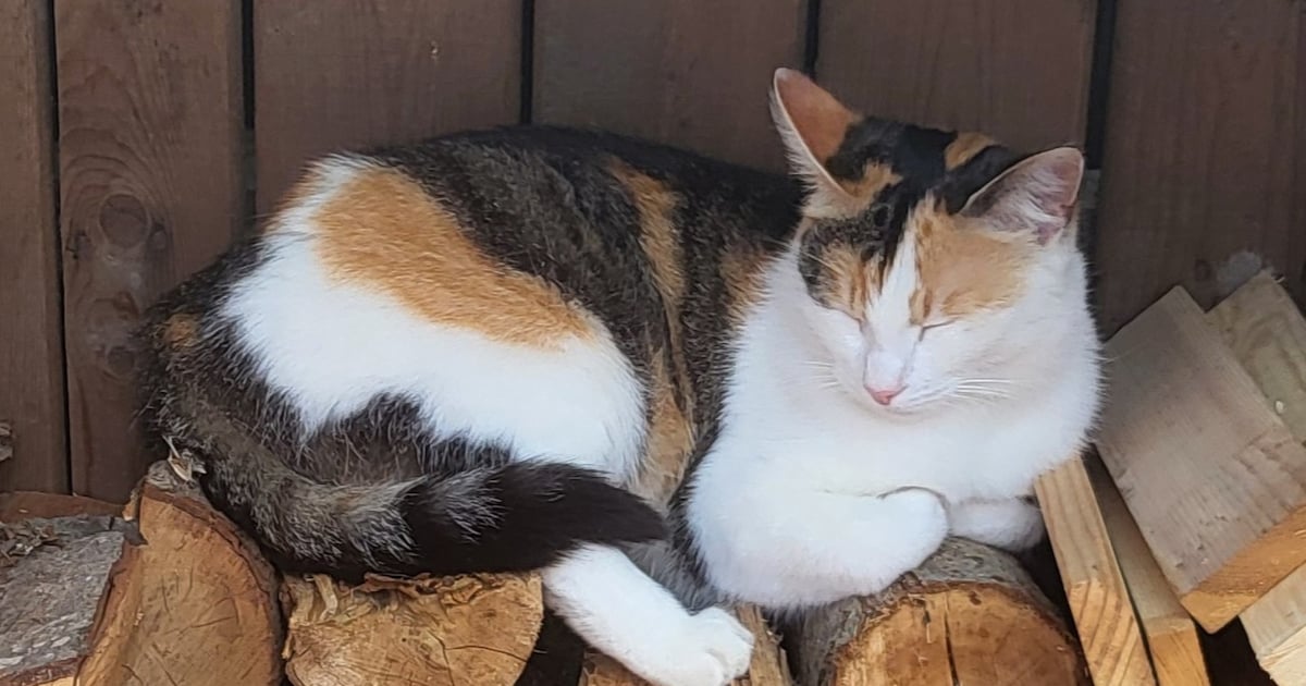Heb jij Daantje gezien? Dit huisdier wordt in Olst-Wijhe vermist