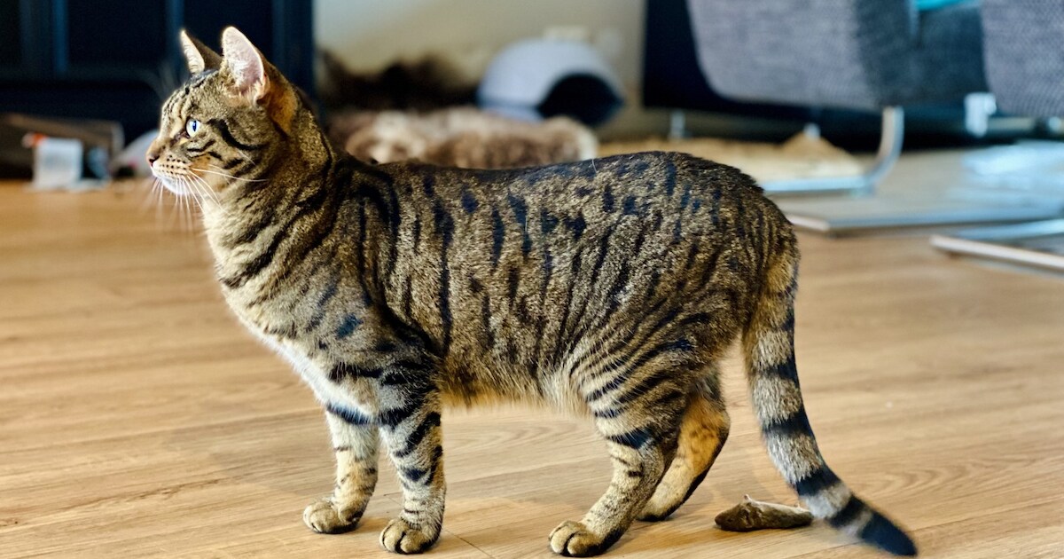 Heb jij Bobby, Loes of Nola gezien? Deze drie huisdieren worden in ...