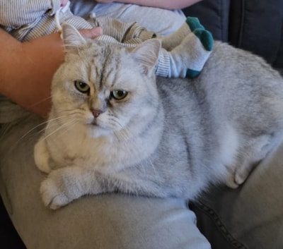Heb jij Binky of Miep gezien? Deze twee huisdieren worden in Nijkerk vermist