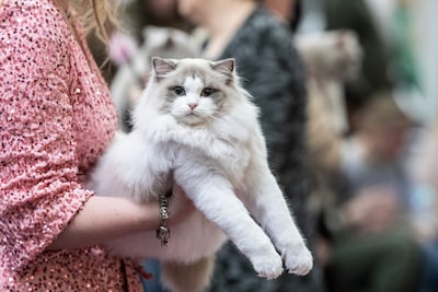 Internationale kattenshow Mundikat keert terug naar Hardenberg