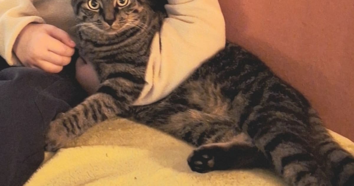 Heb jij Poes gezien? Dit huisdier wordt in Ermelo vermist