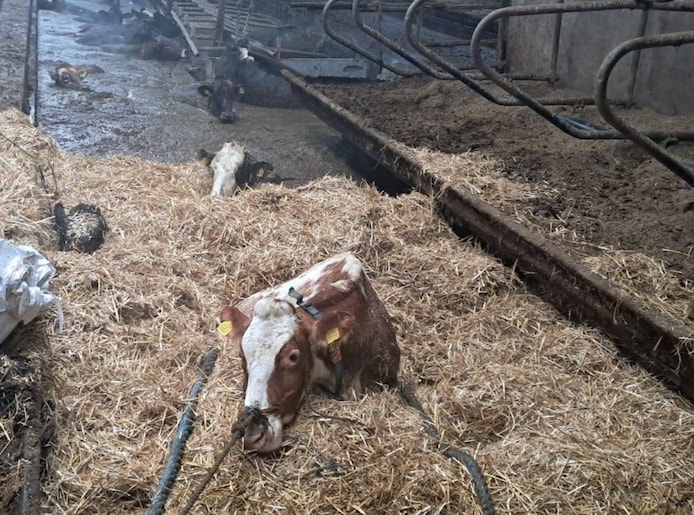 Met behulp van hooi kunnen de koeien hopelijk zelf uit de gierkelder komen.