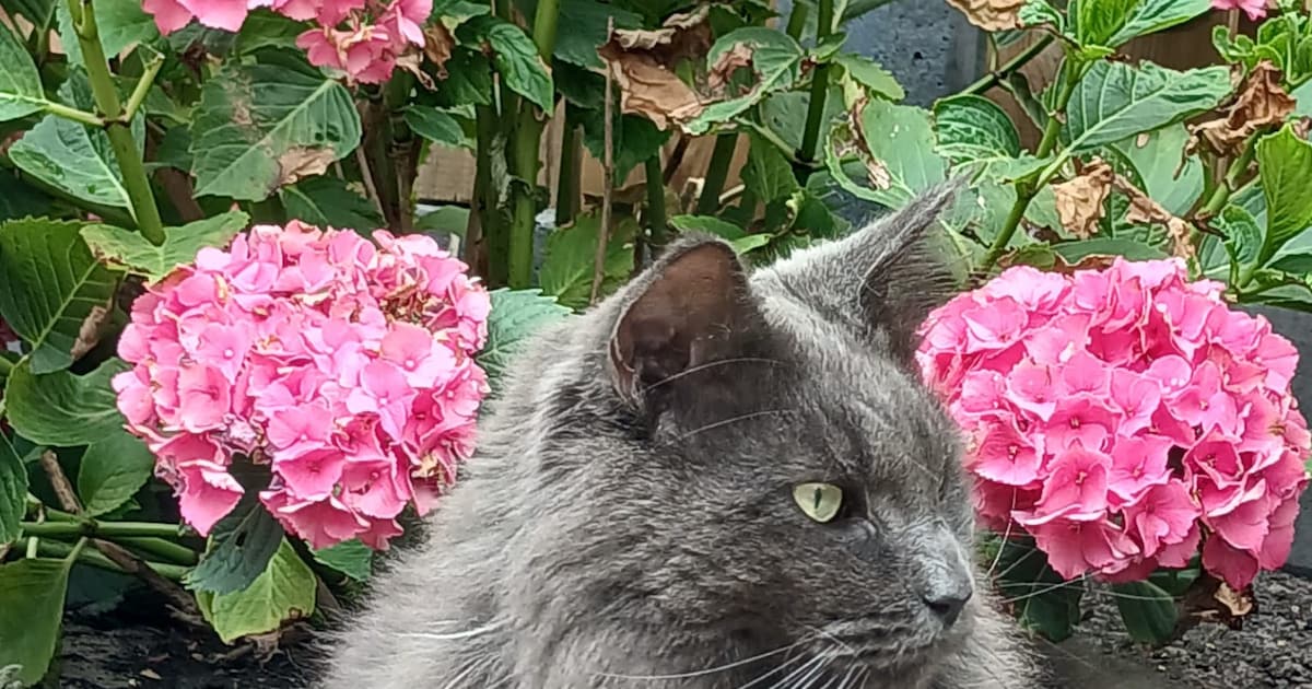 Heb jij Pluis of Finny gezien? Deze twee huisdieren worden in Ommen vermist