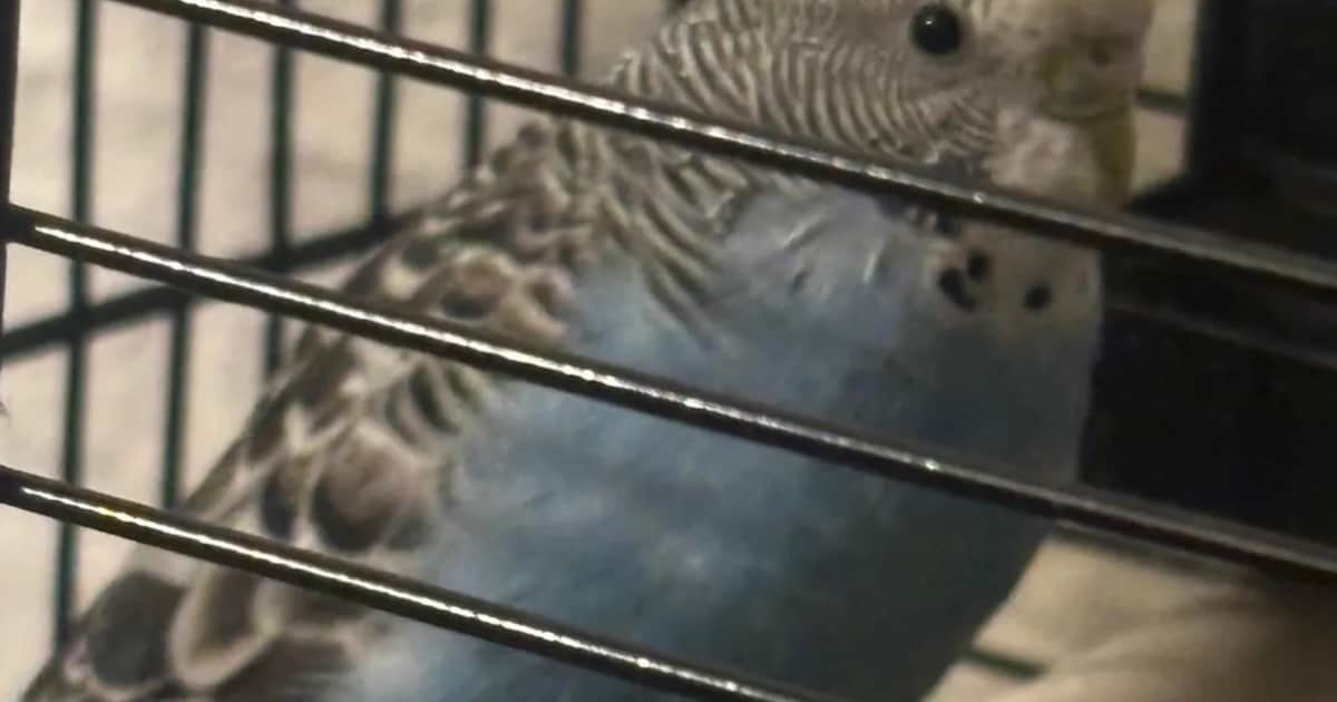 Heb jij Coco gezien? Dit huisdier wordt in Raalte vermist