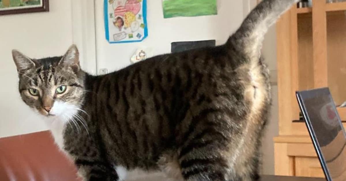 Heb jij Bailey, Gayo of Flappie gezien? Deze drie huisdieren worden in Dronten vermist