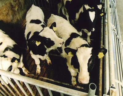 Raad van State geeft klap op ‘oude’ uitbreiding van kalverhouder in Schalkhaar