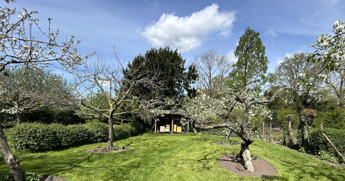 Lente losgebarsten in Overtuin Warnsveld en bezoekers zijn welkom