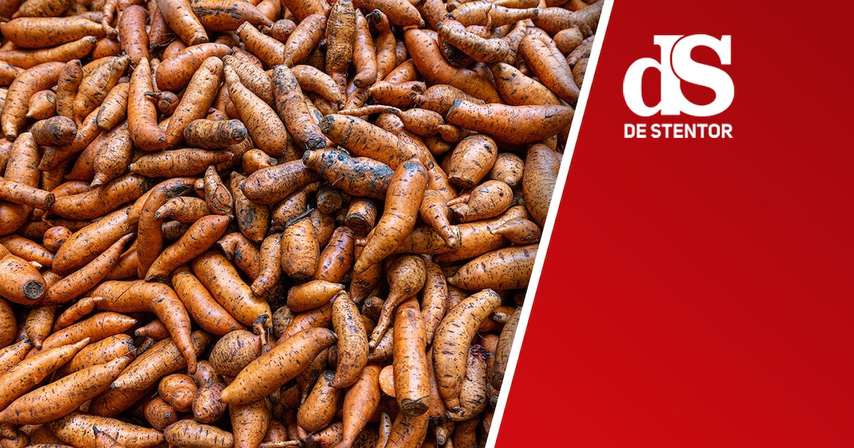 Kopers gezocht voor ‘misvormde’ aardappelen • Tieners uit Witharen wereldkampioen touwtrekken