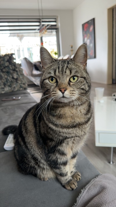 Heb jij Dino, Beauty of Maantje gezien? Deze drie huisdieren worden in Noordoostpolder vermist