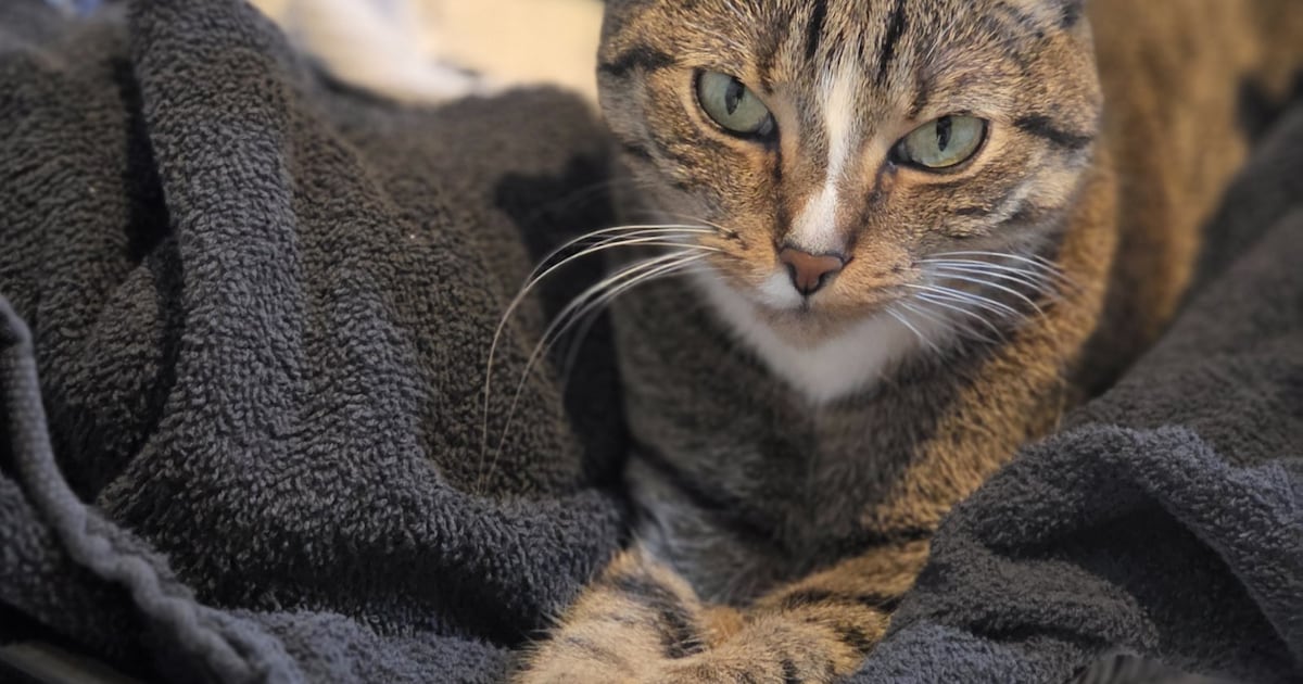 Heb jij Sneeze, Beer of Flo gezien? Deze drie huisdieren worden in Raalte vermist