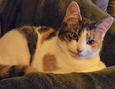 Heb jij Pip gezien? Deze twee huisdieren worden in Staphorst vermist